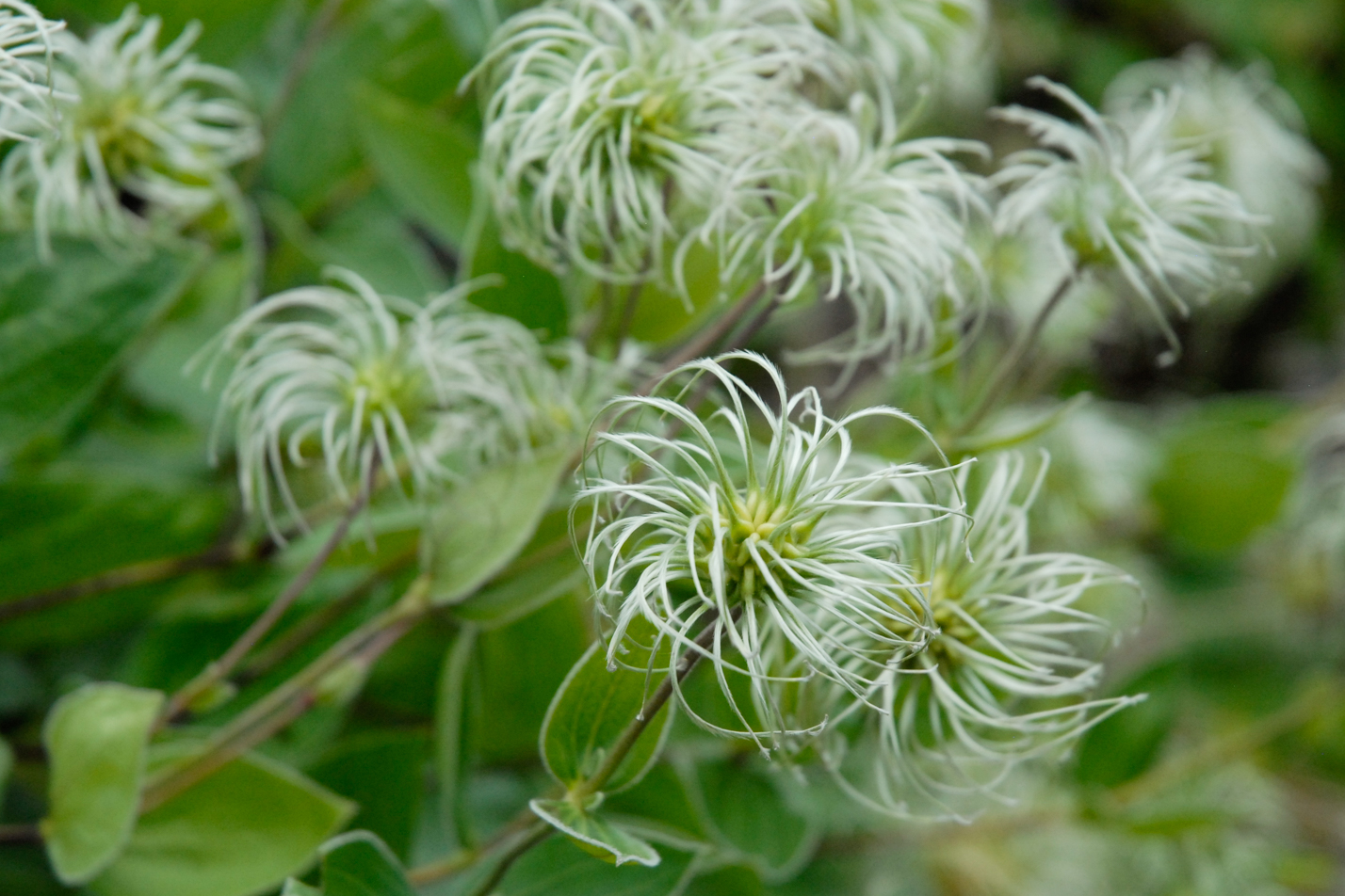 Mongolian Bells Clematis